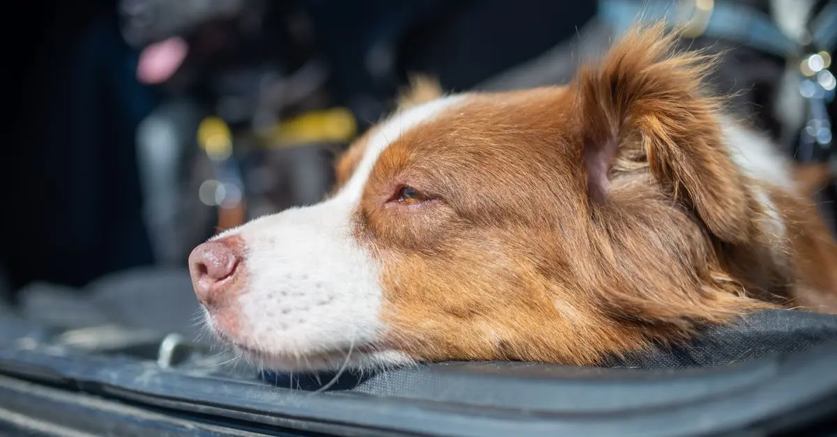 Tutto quello che devi sapere su Viaggiare con Animali