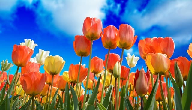 Le Migliori 10 Destinazioni per Viaggiare di Primavera