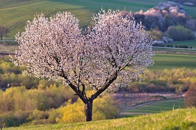 Come Pianificare il Tuo Viaggio di Sogno: Guida Completa